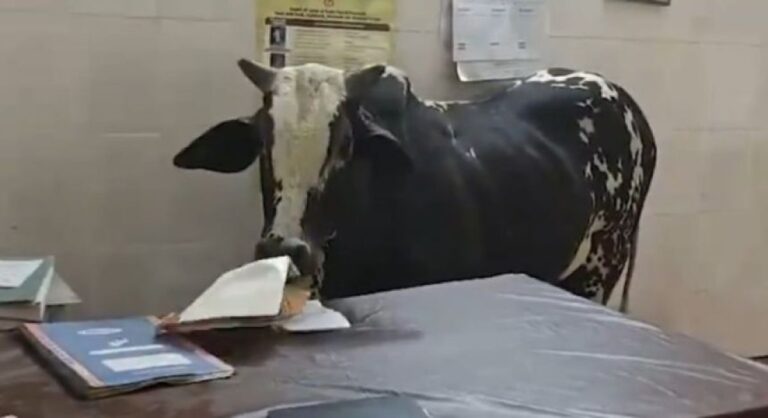 オンリーインド事案。牛が病院に侵入して書類を食べる映像が論争に発展