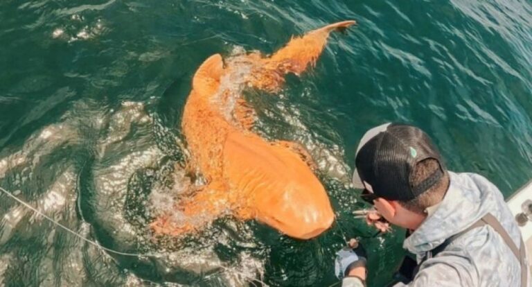 鮮やかなオレンジ色をしたコモリザメがカリブ海で発見される