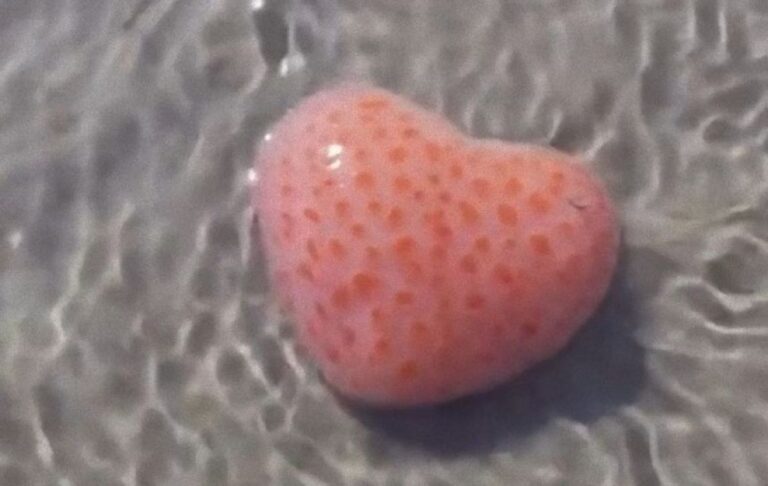 浜辺でピンク色のゼリーのようなハートを発見、その正体は？