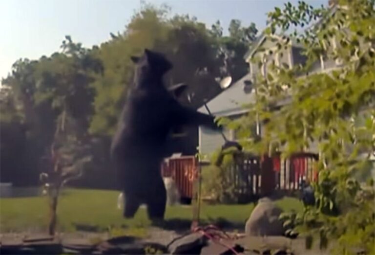 AIかと思ったらマジだった。巨大なクマが住宅地の鳥の餌台を荒らす（アメリカ）