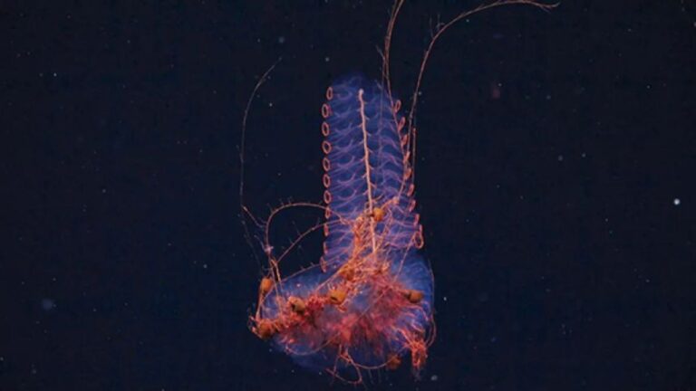 南大西洋の深海3500mで40種の新種候補を発見、海底渓谷に広がる未知の生態系