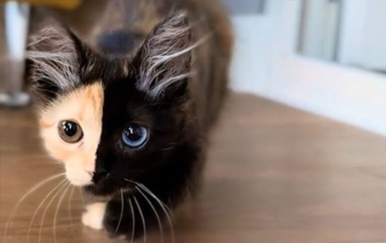 1匹で2つの顔を持つキメラの子猫がかわいい