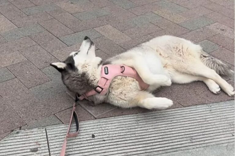 駄々っ子ハスキー、お気に入りのペットショップから帰りたくなくて、飼い主を完全無視