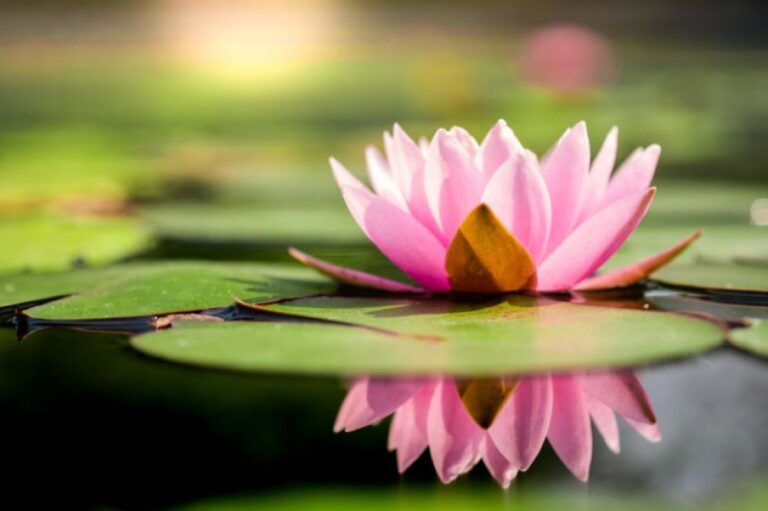 うれしいニュース、インドの湖で33年ぶりに蓮の花が咲き、喜びと安堵の声