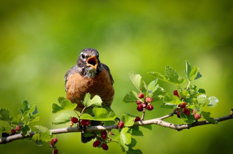 鳥のさえずりが1日50分長くなっている。人工光が野鳥たちに与える影響