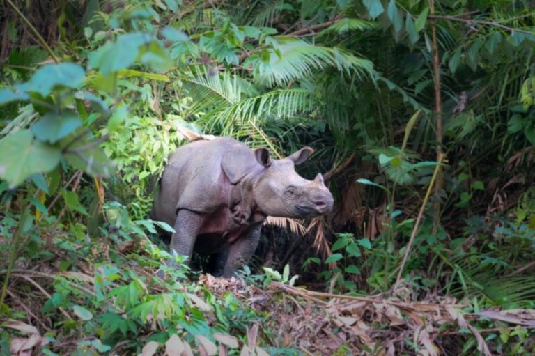 ジャワサイが絶滅に近づく。生息数残りわずか50頭に