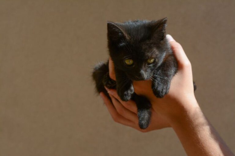 初めて子猫を飼ったら、黒猫が巨大なクロヒョウに進化してしまった件