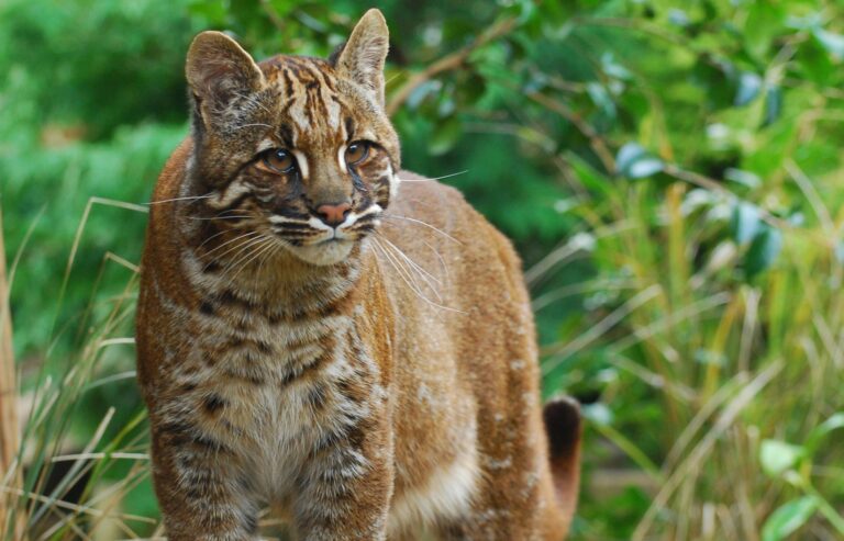 うれしいニュース、絶滅危惧種のアジアゴールデンキャットの姿がとらえられる（タイ）