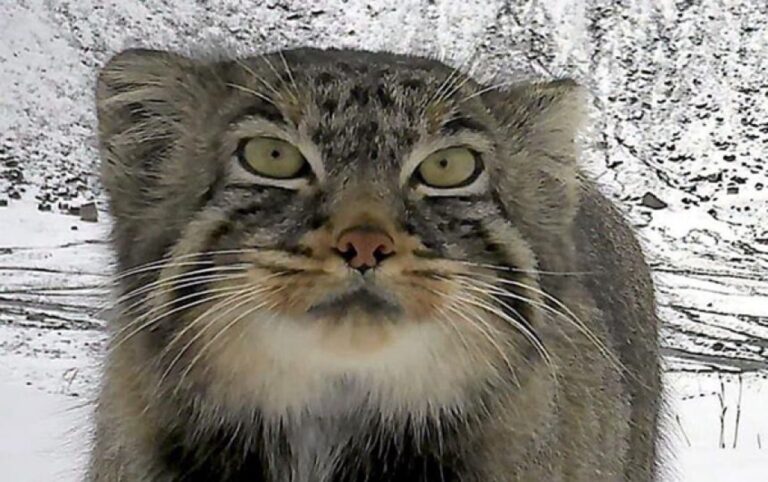 うれしいニュース。マヌルネコがヒマラヤ東部に生息していることが判明！