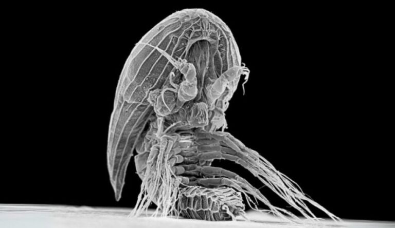 100年以上正体不明だった甲殻類、寄生生物の幼体だった可能性