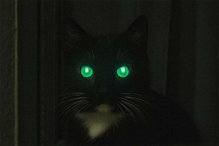 猫を覗くとき、猫もまたこちらを覗いている。視線のレーザービームで