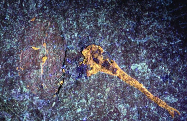 約4億2400万年前の新種カブトガニが発見され、空白の8000万年を埋める鍵に