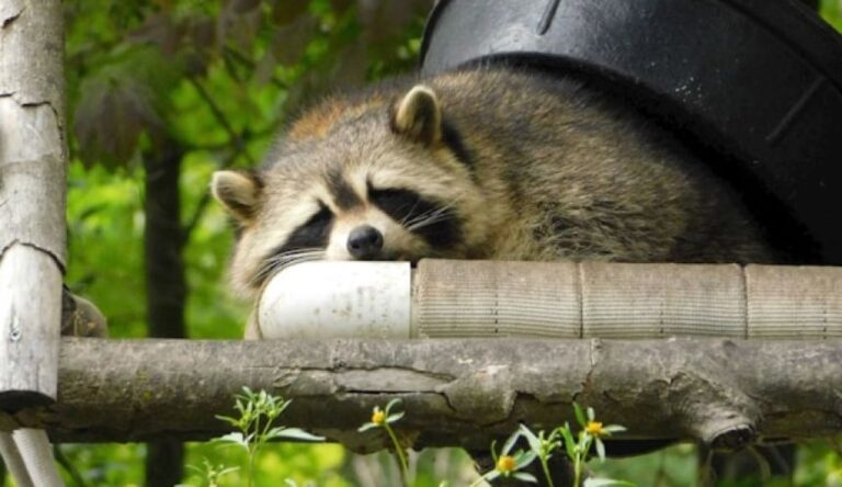 発酵桃を食べ意識不明となったアライグマの子が、人間の看護師に助けられる