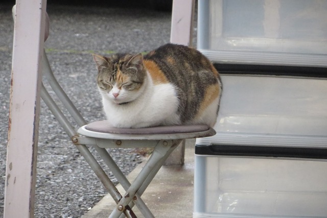 撮りためた猫画像の中から座り猫だけ貼っていくスレ