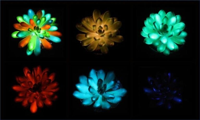 暗闇で光る多肉植物が誕生、太陽光で充電可能