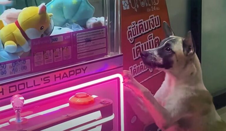 クレーンゲームのぬいぐるみを欲しがる犬のために、通行人がゲットしてプレゼント！