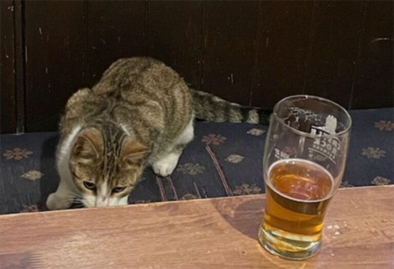 行方不明の猫、自宅から53km離れたパブで発見され連れ戻すも、また来てしまう