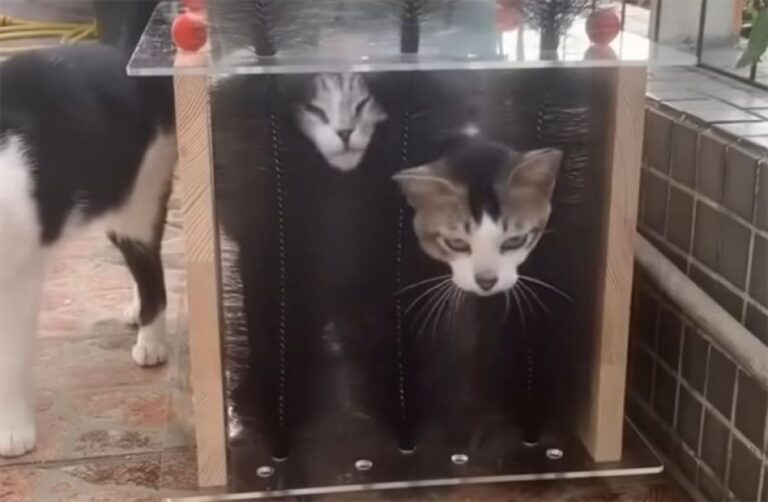 行列ができる猫専用の洗車機、もとい洗猫機