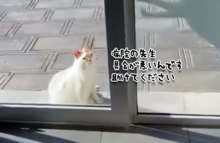 動物病院に助けを求めた猫の素敵な恩返し、看護師として患者たちを癒す存在に