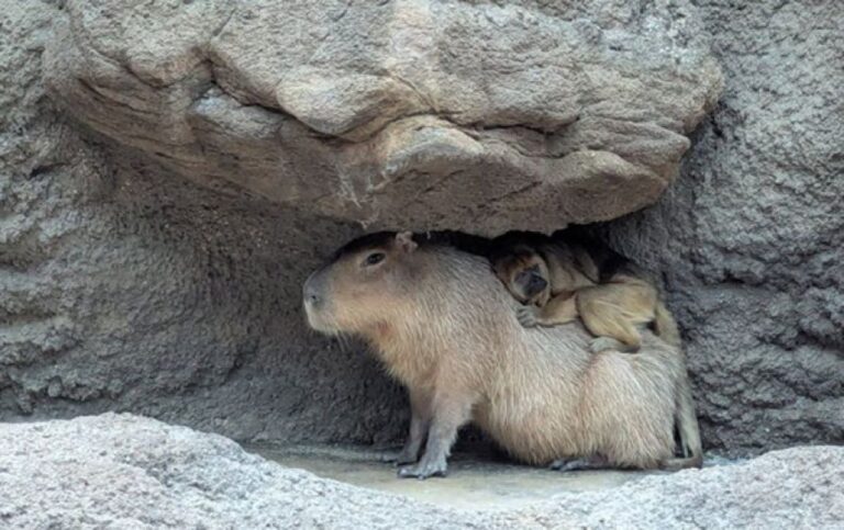 聖母カピバラ、ホエザルを受け入れ　種を超えた絆を育む