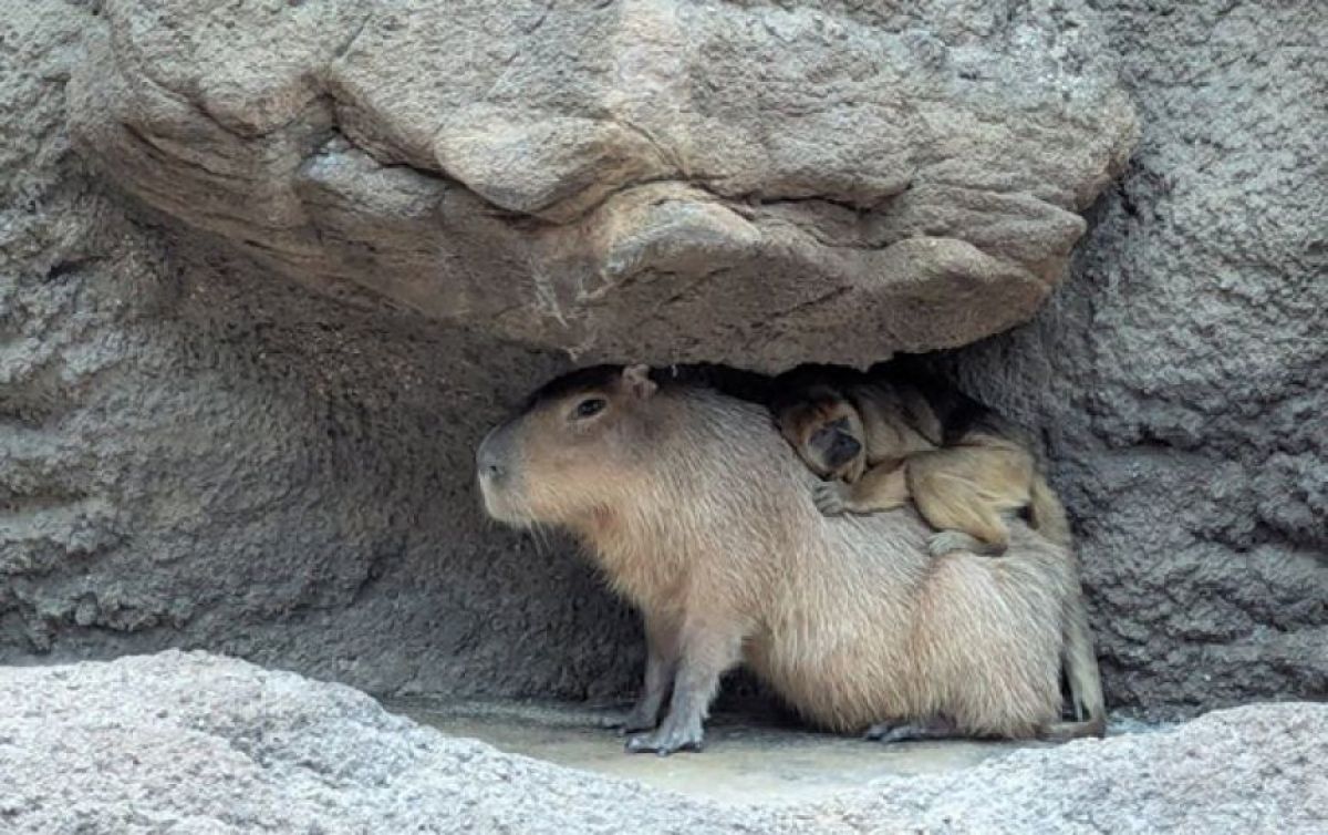 聖母カピバラ、ホエザルを受け入れ　種を超えた絆を育む