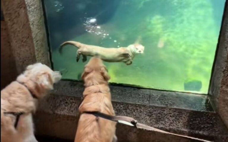 ゴールデンレトリバーとカワウソ、好奇心が引き寄せたガラス越しの友情