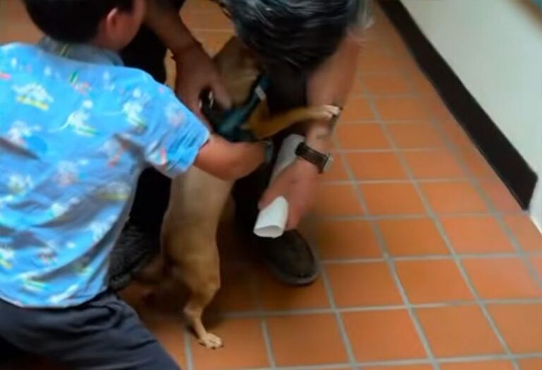 警察官の直感とマイクロチップのおかげで1年以上行方不明だった犬が無事飼い主の元へ
