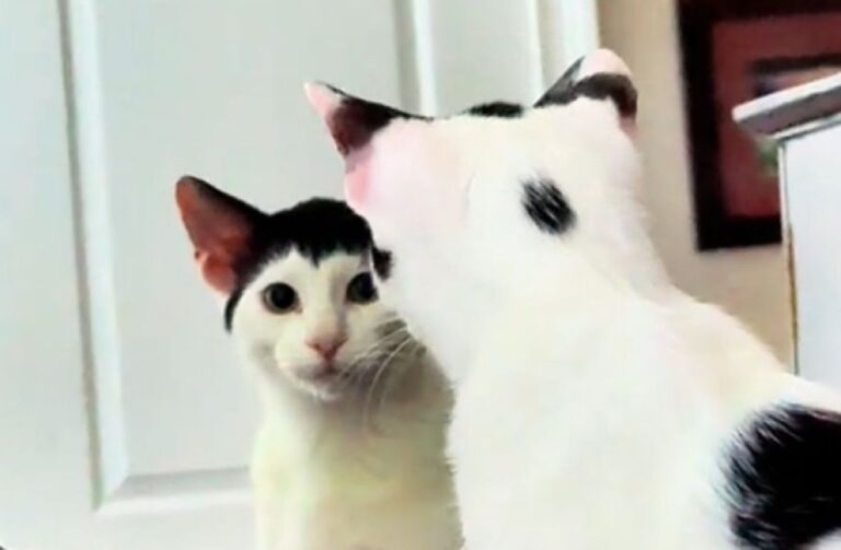 まんざらでもない？自分の髪型（毛柄）を気に入っている猫