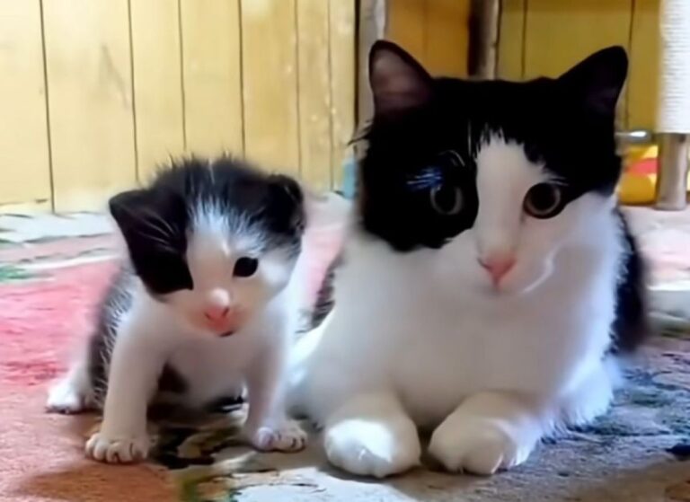シンクロ率高め、猫のそっくり親子大集合