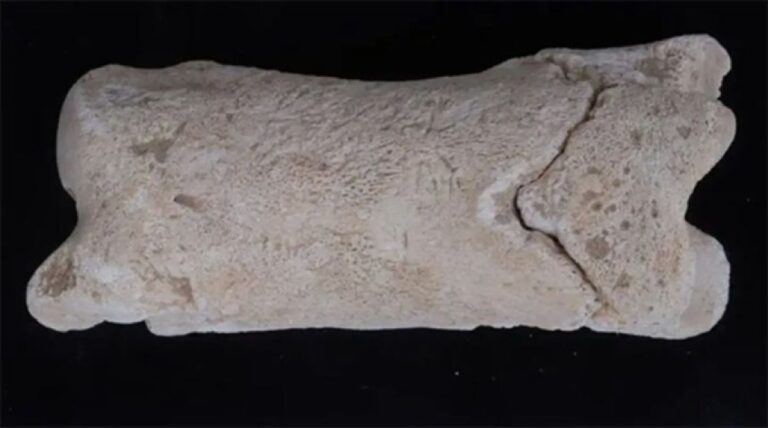 3300年前の古代エジプトで使われた骨笛、王家の墓を守る見張り役の道具だった