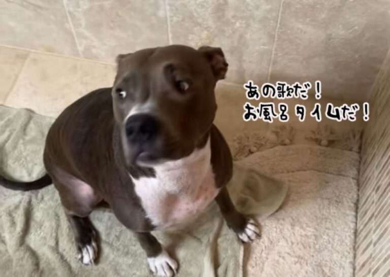 お気に入りの曲が流れないとお風呂に入らない犬、サビの部分で浴槽にドボン！