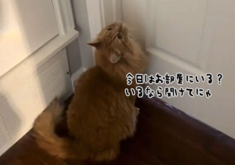 大学進学でいなくなった娘の部屋の前で、出てくるのを待ち続ける猫の姿に涙