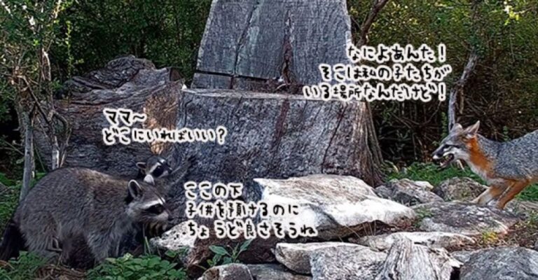 アライグマ母、キツネの巣穴を託児所代わりに子供を預けてしまう。その結末は？