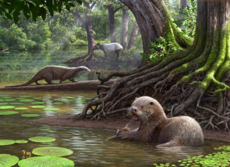 オオカミサイズの古代カワウソ、600万年前の中国で最強クラスの捕食者だった