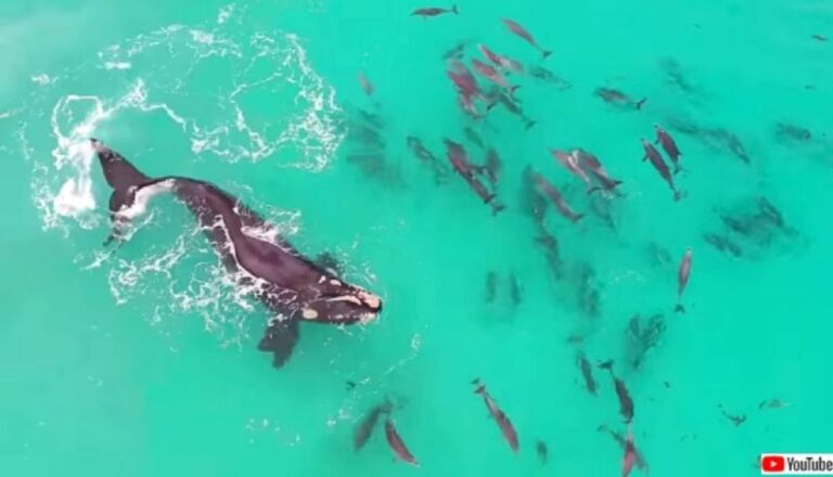 クジラとイルカは友達だった？世界中の海で確認された「種を越えた交流」