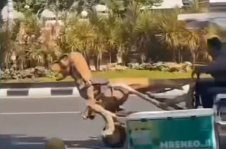 一方インドでは、恐竜が仕事をしていた。電動リキシャを魔改造した運転手が話題に