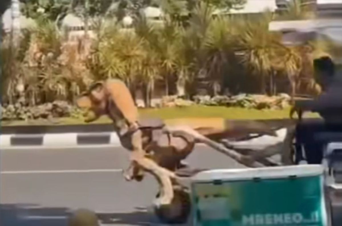 一方インドでは、恐竜が仕事をしていた。電動リキシャを魔改造した運転手が話題に