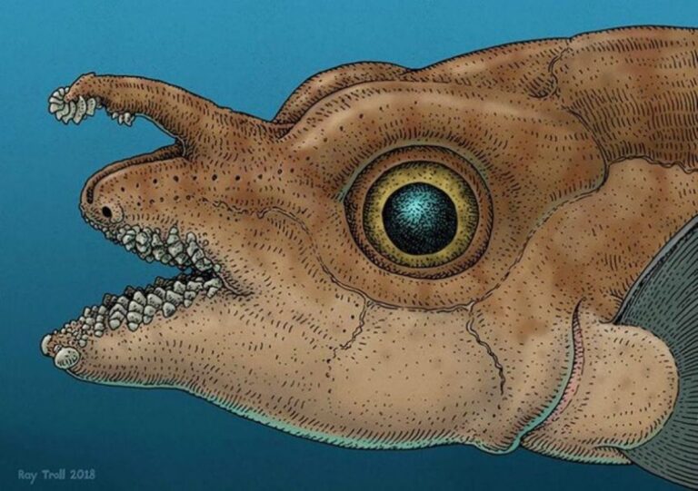 額から歯がついた突起物が飛び出す神秘の深海魚、スポッテッドラットフィッシュ