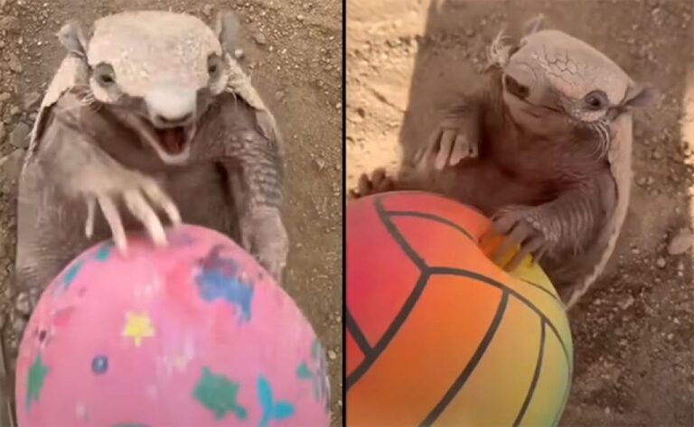 アルマジロは個性豊か。ボール遊びが大好きなフランクに密着！