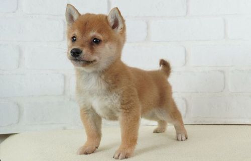 【悲報】可愛い豆柴2匹を飼っている犬系YouTubeチャンネル、◯◯でチャンネル終了へ　→　わんこ2匹も最悪の末路に…