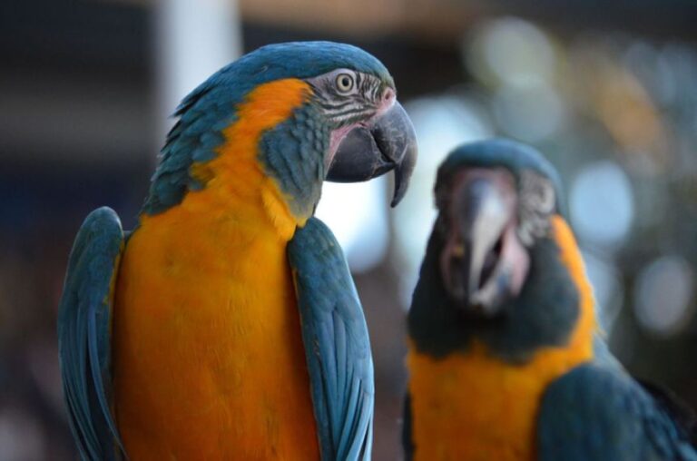 コンゴウインコは他者のやり取りを見て学ぶ「第三者模倣」ができる。人間以外で初観察