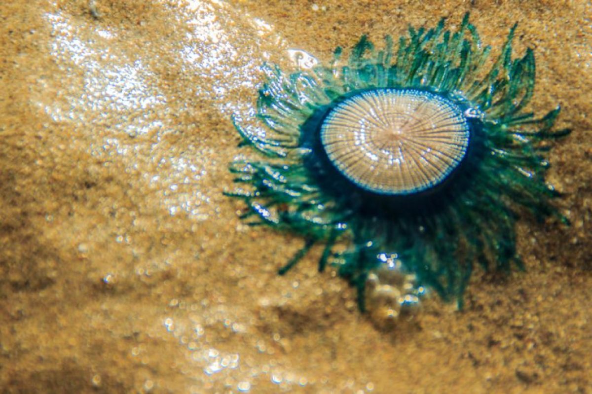 バージニア州の海岸に青くて丸い「ブルーボタン」が続々漂着。その正体は？