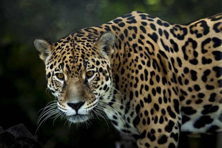 うれしいニュース。メキシコでジャガーの生息数が14年間で30％も増加