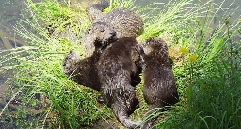 母の愛は強し。野生のカワウソの子育て風景（アメリカ）