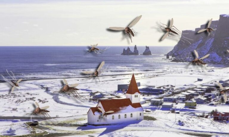 蚊のいない国がゼロに。最後の砦だったアイスランドで蚊を初めて確認