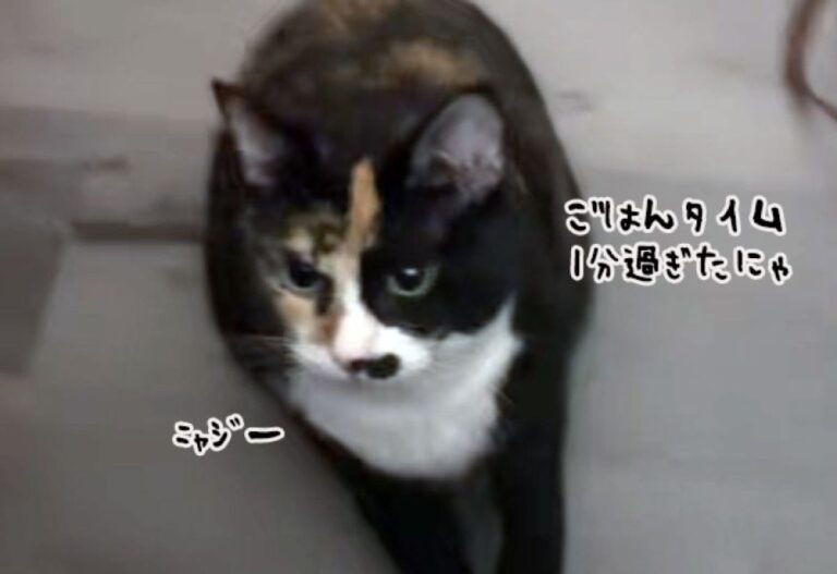 ごはんタイムが1分遅れただけで、催促モードに突入する猫