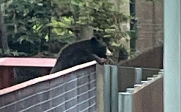 野生のクマが動物園に侵入、仲間になりたそうに飼育されているクマたちを見つめる