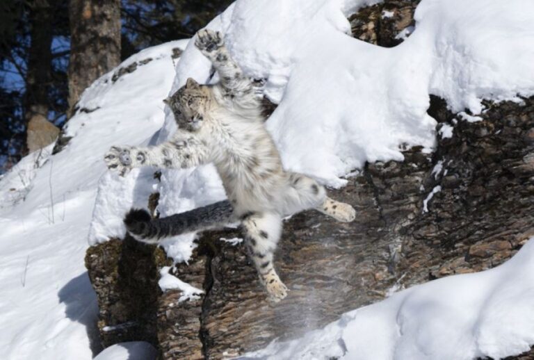ユキヒョウだって遊びたい！雪の斜面を滑って遊ぶ姿がとらえられる