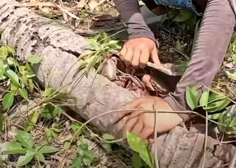 朽ちたココヤシの幹の中から謎の怪音。中を開けると大量の生物が！