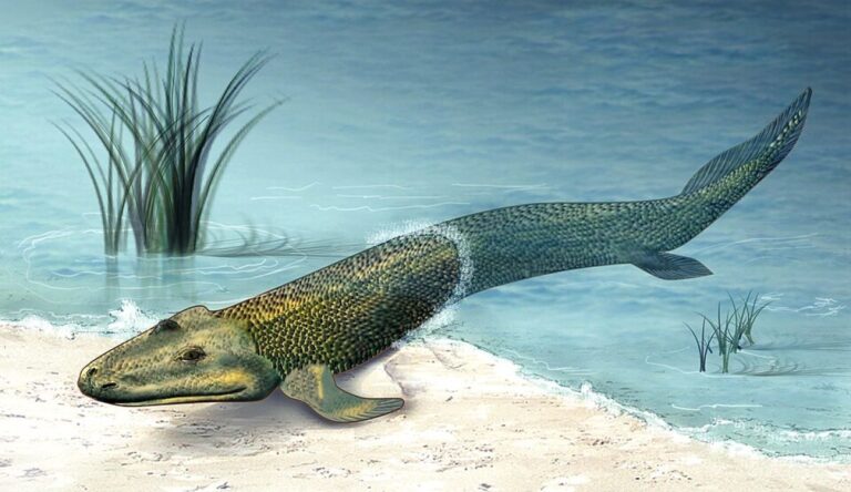 人間の指は古代魚のおしりから進化した可能性